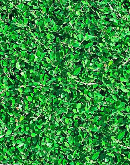 標(biāo)題:地毯草
瀏覽次數(shù):2778
發(fā)表時間:2017-11-02