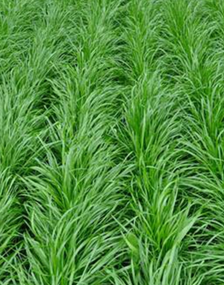 標(biāo)題：多年生黑麥草
瀏覽次數(shù)：2805
發(fā)表時間：2017-11-02