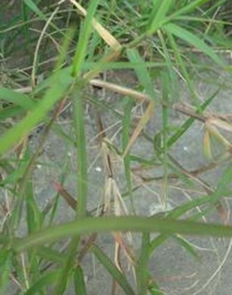 標(biāo)題：狗牙根
瀏覽次數(shù)：2983
發(fā)表時(shí)間：2017-11-02