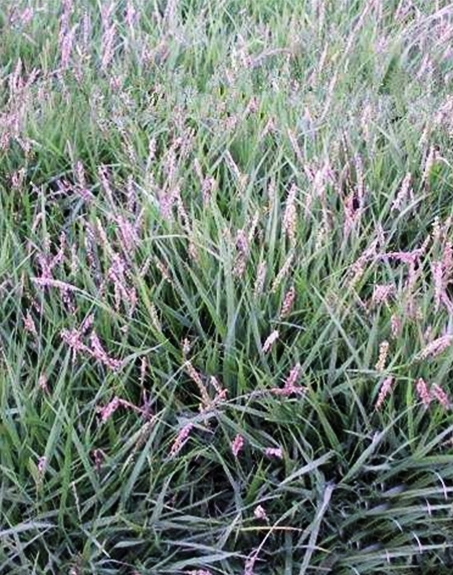 標(biāo)題：結(jié)縷草
瀏覽次數(shù)：4177
發(fā)表時(shí)間：2017-11-02