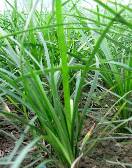 標題：麥冬
瀏覽次數(shù)：4228
發(fā)表時間：2017-11-02