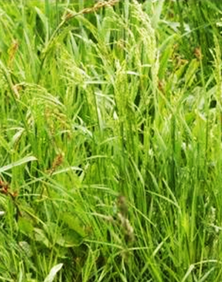 標(biāo)題：普通早熟禾
瀏覽次數(shù)：4209
發(fā)表時間：2017-11-02