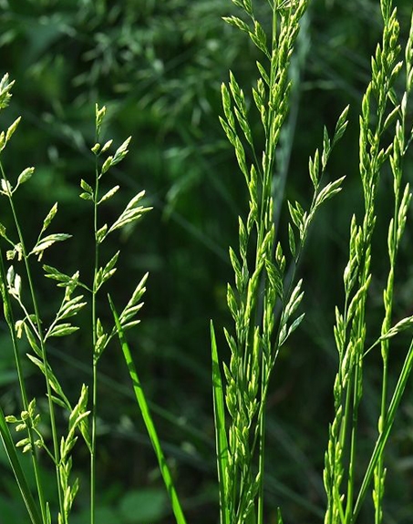 標(biāo)題：葦狀羊茅
瀏覽次數(shù)：3839
發(fā)表時(shí)間：2017-11-02