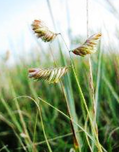 標(biāo)題：野牛草
瀏覽次數(shù)：3369
發(fā)表時間：2017-11-02