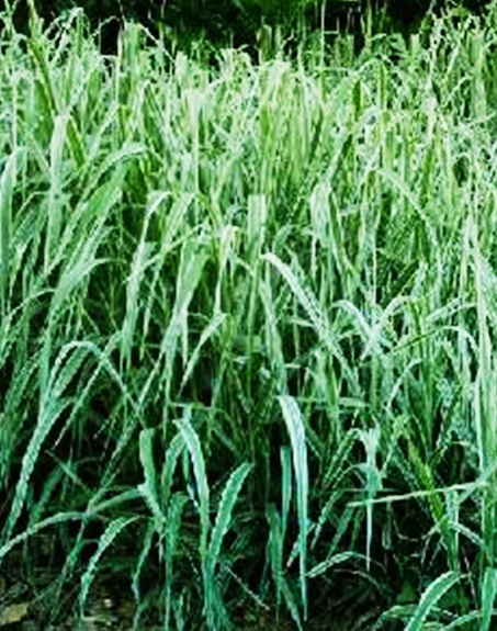 標(biāo)題：紫羊茅
瀏覽次數(shù)：3521
發(fā)表時間：2017-11-02