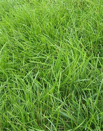 標題：高羊茅
瀏覽次數(shù)：3273
發(fā)表時間：2017-11-02