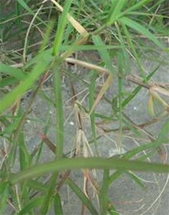 標題：狗牙根
瀏覽次數(shù)：2980
發(fā)表時間：2017-11-02