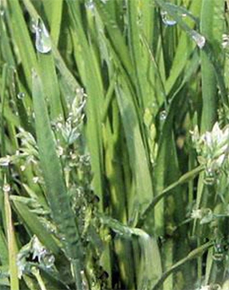 標題：剪股穎
瀏覽次數(shù)：2954
發(fā)表時間：2017-11-02