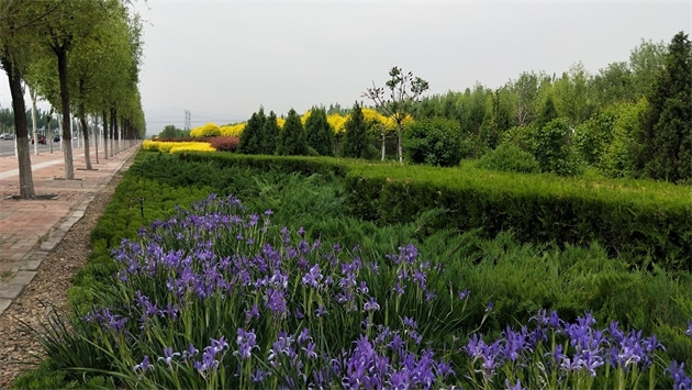 標(biāo)題：張家口經(jīng)開(kāi)區(qū)秋季清水河生態(tài)綠廊建
瀏覽次數(shù)：2838
發(fā)表時(shí)間：2020-10-16