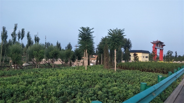 標(biāo)題：張家口經(jīng)開區(qū)腰站堡飲用水源地生態(tài)涵養(yǎng)綠化
瀏覽次數(shù)：3178
發(fā)表時(shí)間：2020-10-16