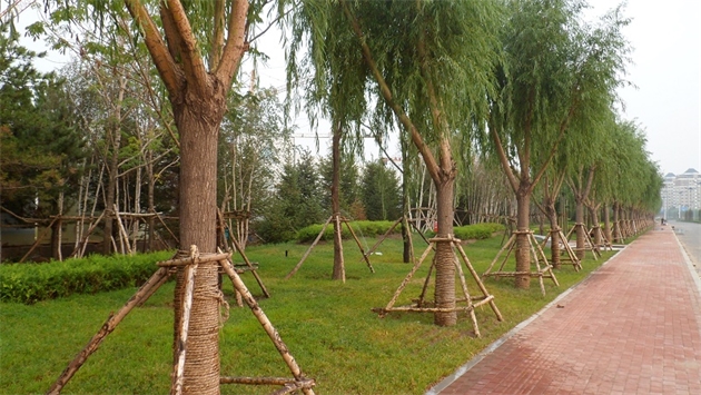 標(biāo)題：通遼市勝利北路道路景觀綠化
瀏覽次數(shù)：1982
發(fā)表時(shí)間：2020-10-16