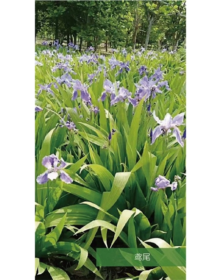 標(biāo)題：地被
瀏覽次數(shù)：1860
發(fā)表時(shí)間：2020-10-17