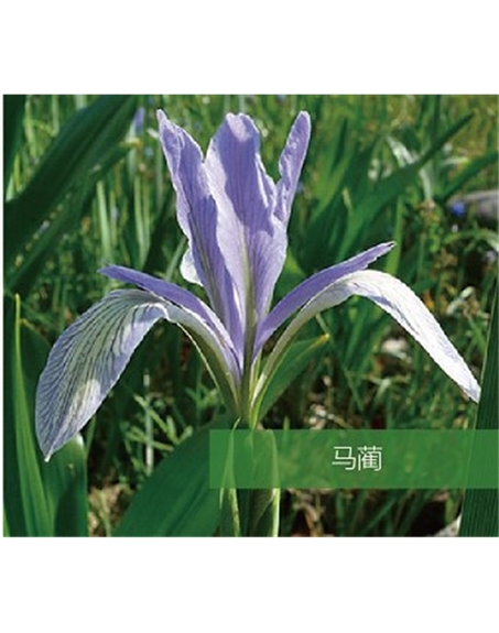 標(biāo)題：地被
瀏覽次數(shù)：1887
發(fā)表時間：2020-10-17