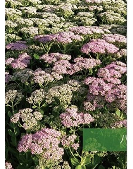 標題：地被
瀏覽次數(shù)：1940
發(fā)表時間：2020-10-17