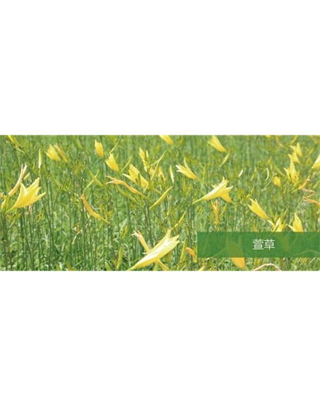 標(biāo)題：地被
瀏覽次數(shù)：1975
發(fā)表時(shí)間：2020-10-17