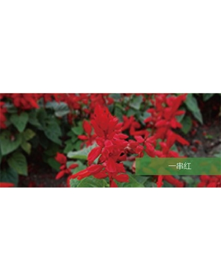 標(biāo)題：地被
瀏覽次數(shù)：2228
發(fā)表時(shí)間：2020-10-17