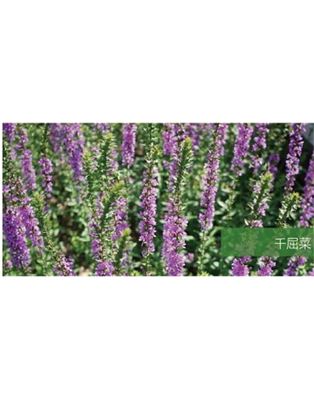 標(biāo)題:地被
瀏覽次數(shù):2250
發(fā)表時(shí)間:2020-10-17