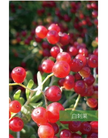 標題：名貴樹種
瀏覽次數(shù)：1857
發(fā)表時間：2020-10-17