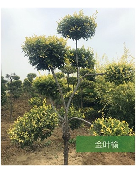 標(biāo)題：名貴樹種
瀏覽次數(shù)：1861
發(fā)表時(shí)間：2020-10-17