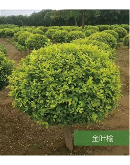 標(biāo)題:名貴樹(shù)種
瀏覽次數(shù):1848
發(fā)表時(shí)間:2020-10-17