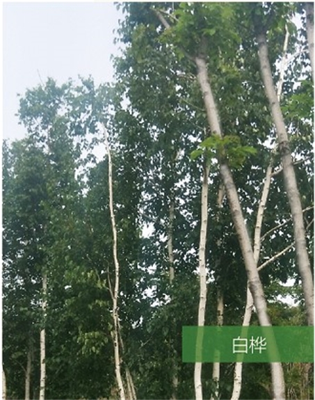 標(biāo)題：名貴樹種
瀏覽次數(shù)：1921
發(fā)表時間：2020-10-17