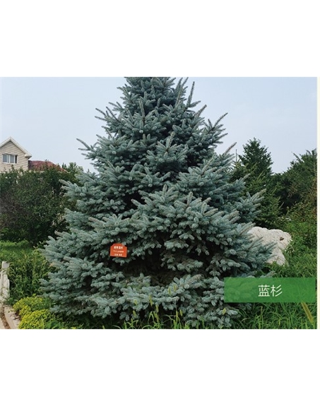 標(biāo)題：名貴樹種
瀏覽次數(shù)：2372
發(fā)表時(shí)間：2020-10-17