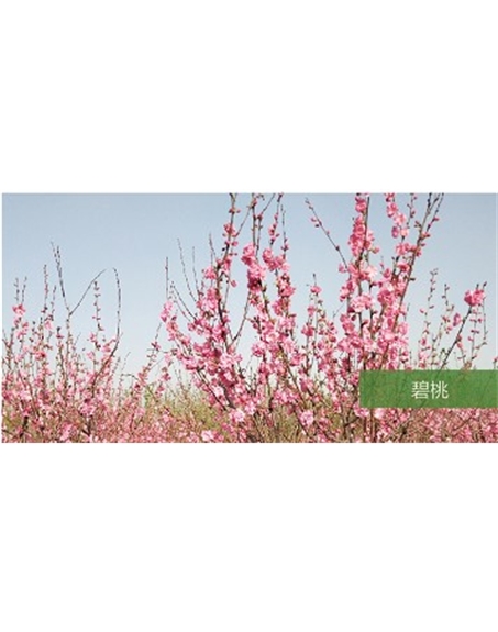 標(biāo)題:?jiǎn)坦嗄?瀏覽次數(shù):1775
發(fā)表時(shí)間:2020-10-17