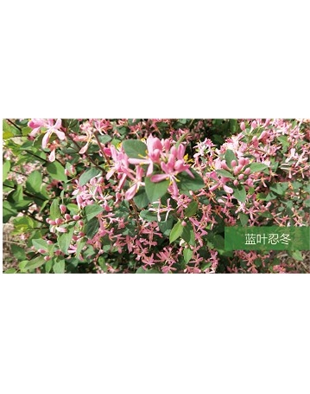 標(biāo)題：喬灌木
瀏覽次數(shù)：1765
發(fā)表時間：2020-10-17