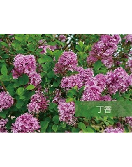 標(biāo)題：?jiǎn)坦嗄?瀏覽次數(shù)：1741
發(fā)表時(shí)間：2020-10-17