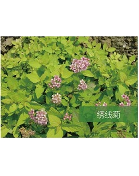 標(biāo)題：喬灌木
瀏覽次數(shù)：1955
發(fā)表時間：2020-10-17