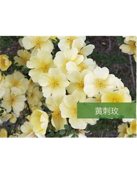 標題：喬灌木
瀏覽次數：1768
發(fā)表時間：2020-10-17