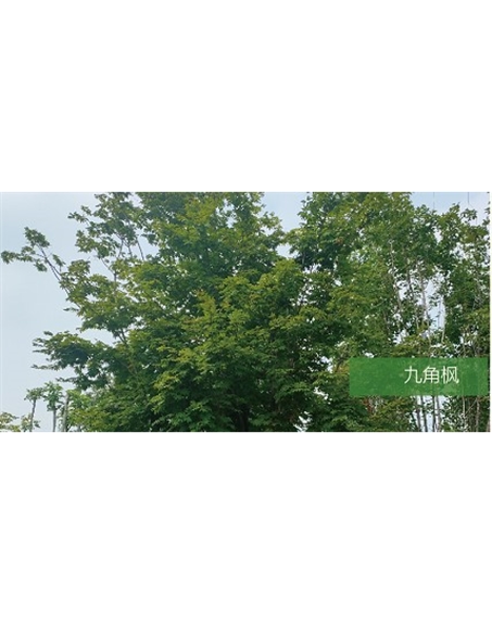 標(biāo)題：喬灌木
瀏覽次數(shù)：1858
發(fā)表時(shí)間：2020-10-17