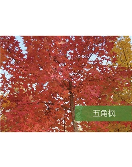 標題：喬灌木
瀏覽次數(shù)：1903
發(fā)表時間：2020-10-17