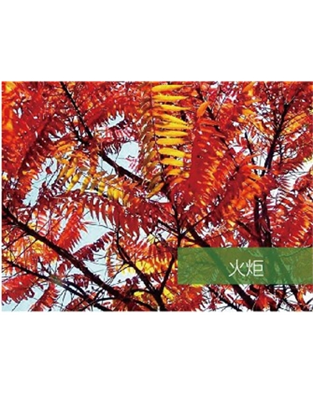 標(biāo)題：喬灌木
瀏覽次數(shù)：1840
發(fā)表時間：2020-10-17