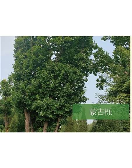 標(biāo)題:?jiǎn)坦嗄?瀏覽次數(shù):2573
發(fā)表時(shí)間:2020-10-17