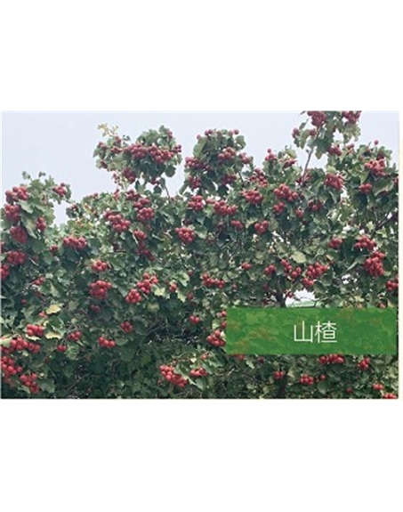 標(biāo)題:?jiǎn)坦嗄?瀏覽次數(shù):2472
發(fā)表時(shí)間:2020-10-17