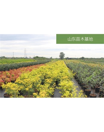 標題：苗木基地
瀏覽次數(shù)：2463
發(fā)表時間：2020-10-17