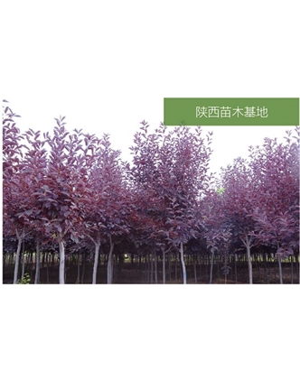 標題：苗木基地
瀏覽次數(shù)：2443
發(fā)表時間：2020-10-17