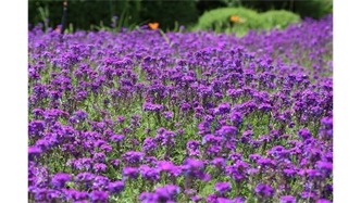 標題：烏蘭木倫河景觀項目
瀏覽次數(shù)：18376
發(fā)表時間：2020-10-17