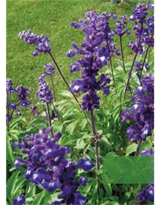 標(biāo)題：地被
瀏覽次數(shù)：1946
發(fā)表時(shí)間：2020-10-17