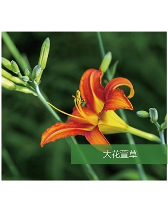 標(biāo)題：地被
瀏覽次數(shù)：1861
發(fā)表時(shí)間：2020-10-17