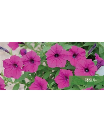 標(biāo)題：地被
瀏覽次數(shù)：2278
發(fā)表時(shí)間：2020-10-17