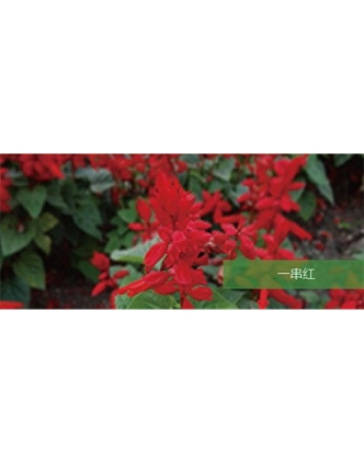 標(biāo)題：地被
瀏覽次數(shù)：2111
發(fā)表時(shí)間：2020-10-17