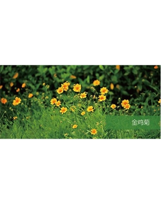 標(biāo)題：地被
瀏覽次數(shù)：2186
發(fā)表時(shí)間：2020-10-17