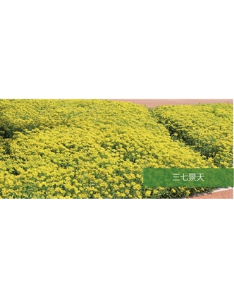 標(biāo)題：地被
瀏覽次數(shù)：2251
發(fā)表時(shí)間：2020-10-17