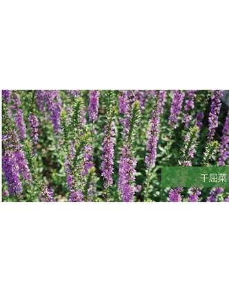 標(biāo)題：地被
瀏覽次數(shù)：2137
發(fā)表時(shí)間：2020-10-17