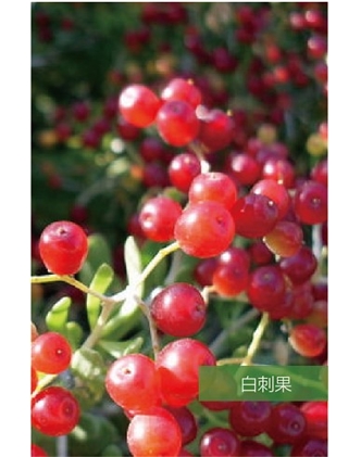 標題：名貴樹種
瀏覽次數(shù)：1855
發(fā)表時間：2020-10-17