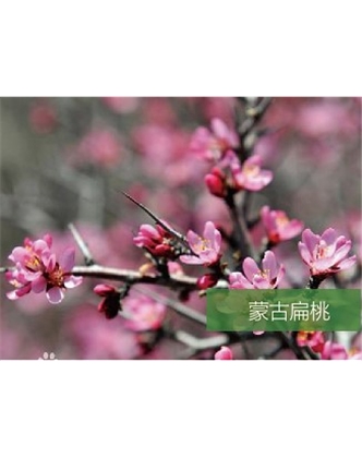 標題：名貴樹種
瀏覽次數(shù)：1815
發(fā)表時間：2020-10-17