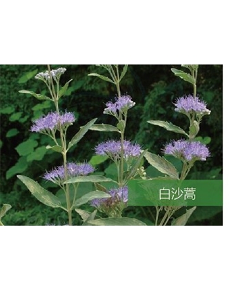 標(biāo)題：名貴樹種
瀏覽次數(shù)：1873
發(fā)表時(shí)間：2020-10-17