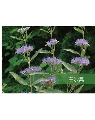 標(biāo)題：名貴樹種
瀏覽次數(shù)：1786
發(fā)表時(shí)間：2020-10-17